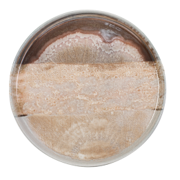 Flat Plate Natura 27 Cm New Bone China. Professional Product Suitable For Restaurants, Hotels And Hospitality Environments. | ΕΞ